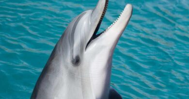 delfin w morzu
