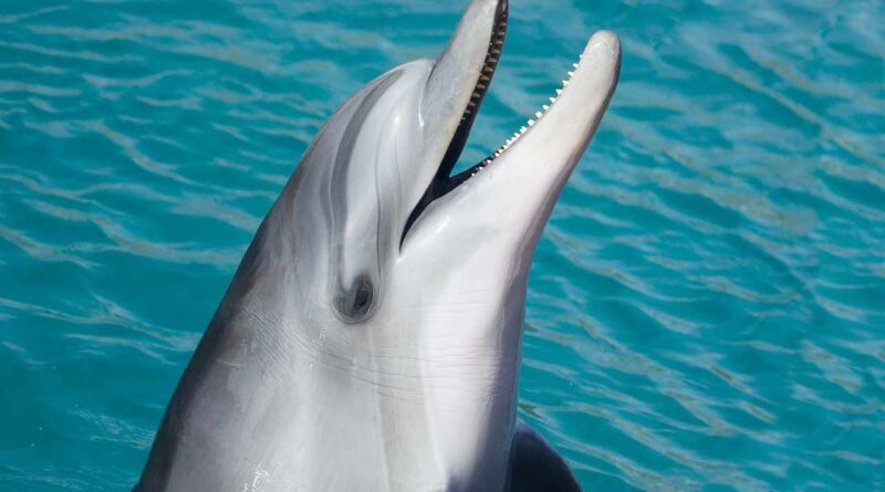 delfin w morzu