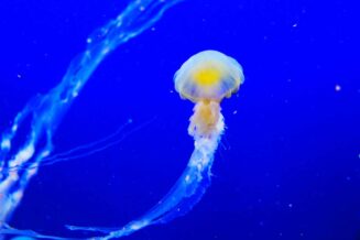 16 ciekawostek o meduzach